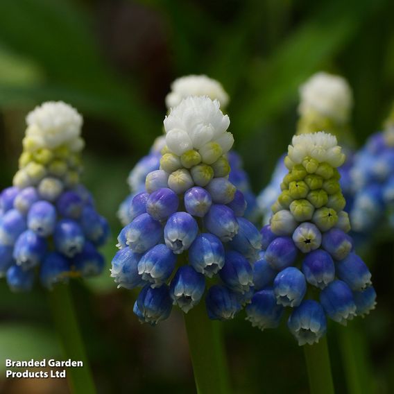 Muscari armeniacum 'Mountain Lady'