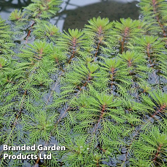 Myriophyllum brasiliensis (Oxygenating Aquatic)