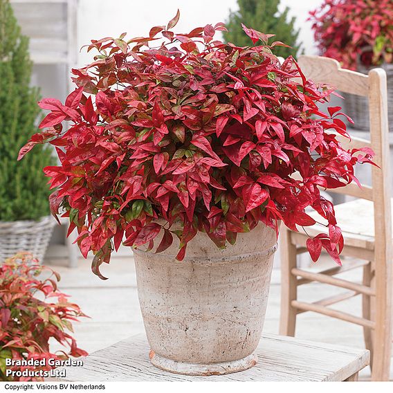 Nandina Duo