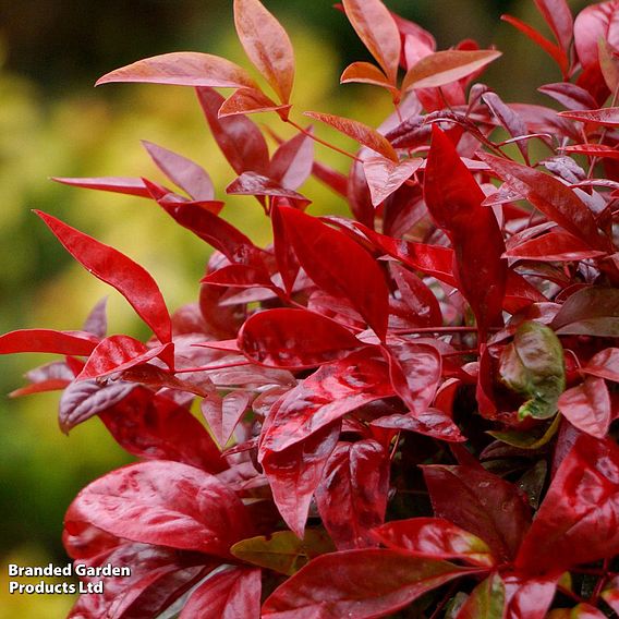 Nandina Duo