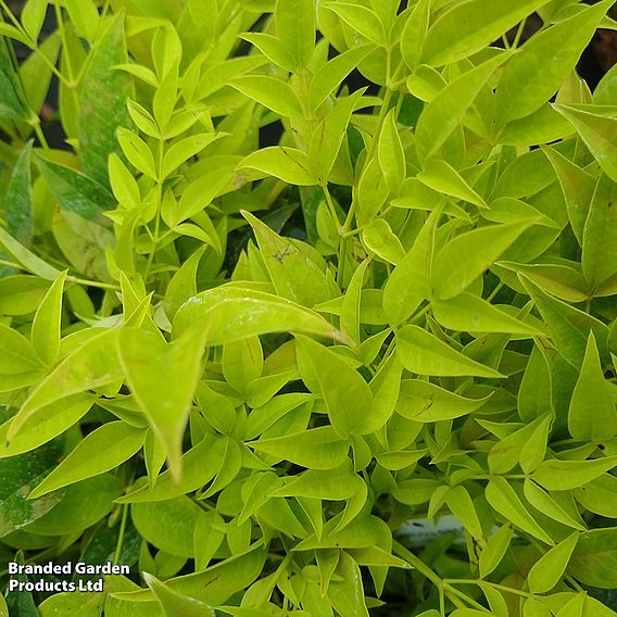 Nandina domestica 'Magical Lemon and Lime'