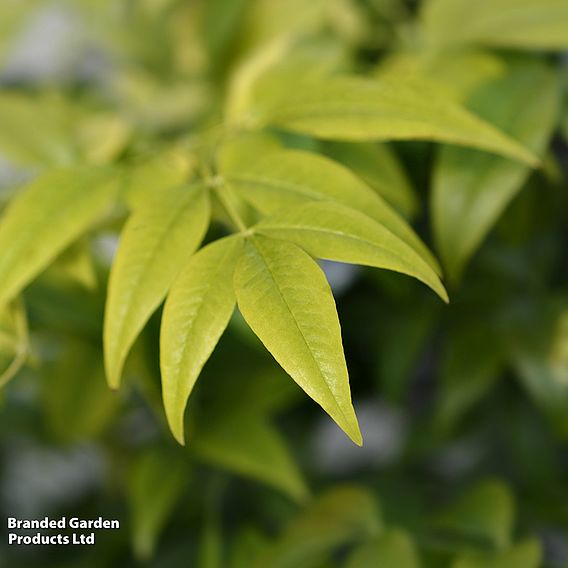 Nandina domestica 'Magical Lemon and Lime'