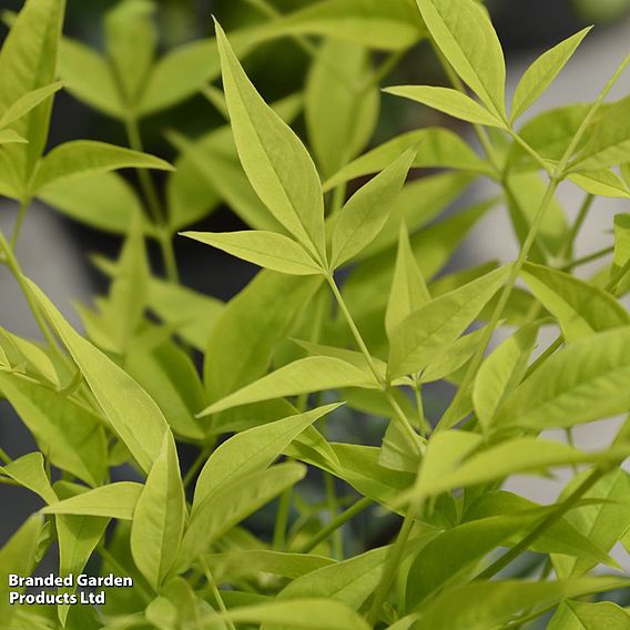 Nandina domestica 'Magical Lemon and Lime'