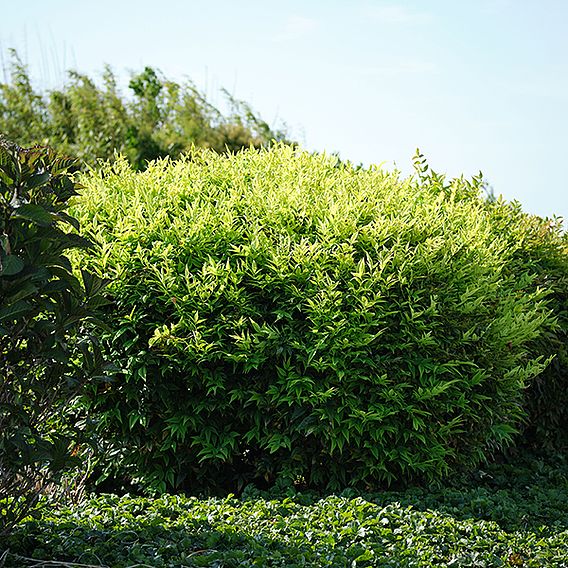 Nandina domestica 'Magical Lemon and Lime'