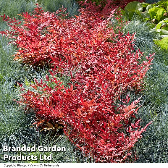 Nandina domestica 'Obsessed'