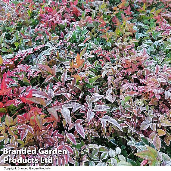 Nandina domestica 'Obsessed'