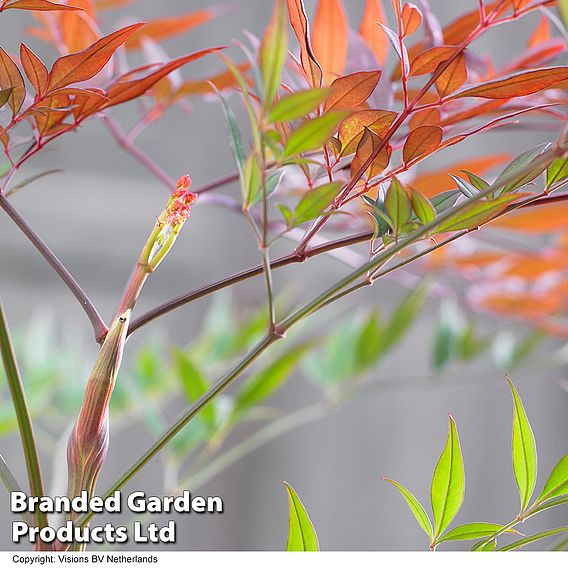 Nandina 'Summer Sunset'