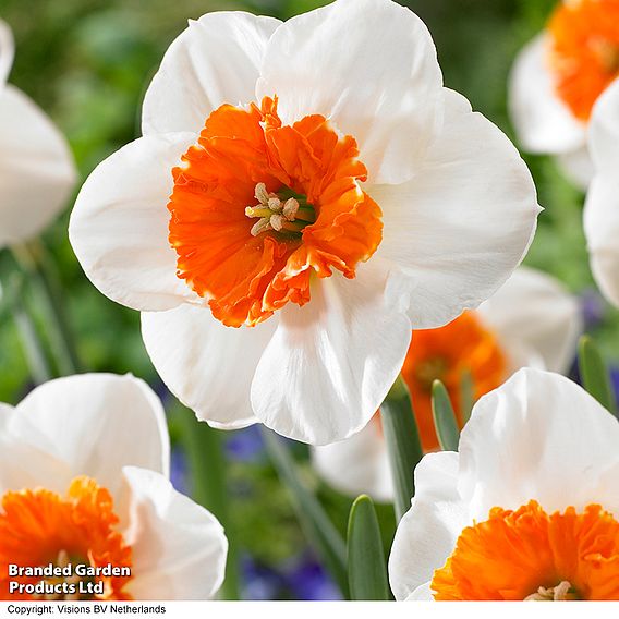 Narcissus 'Bella Vista'