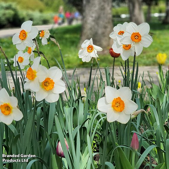 Narcissus 'Bella Vista'