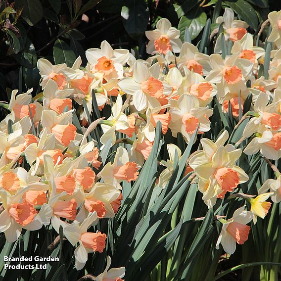 Narcissus 'Blushing Lady'