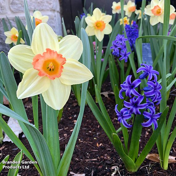 Narcissus 'Blushing Lady'