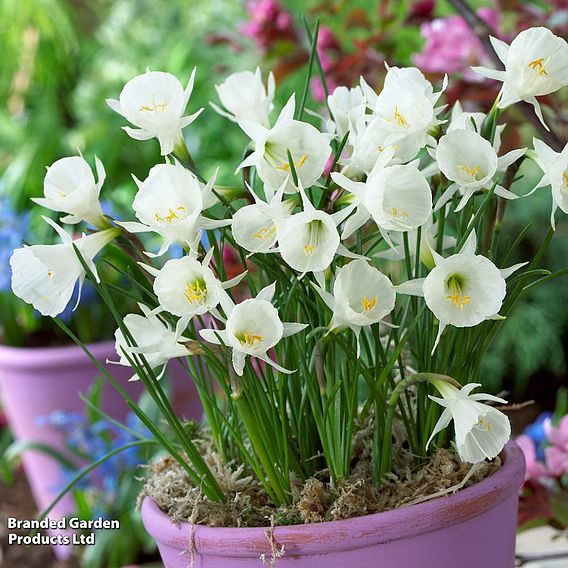 Narcissus cantabricus