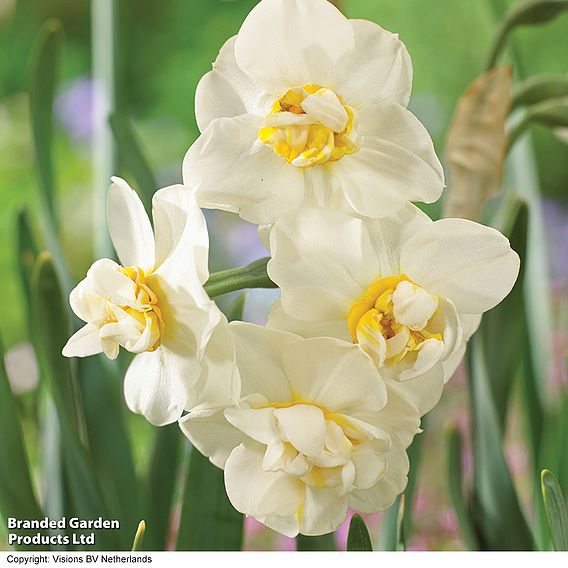 Narcissus 'Cheerfulness'