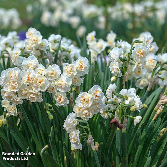 Narcissus 'Cheerfulness'