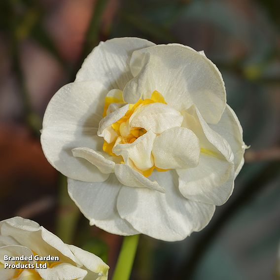 Narcissus 'Cheerfulness'