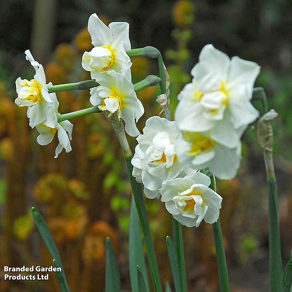 Narcissus 'Cheerfulness'