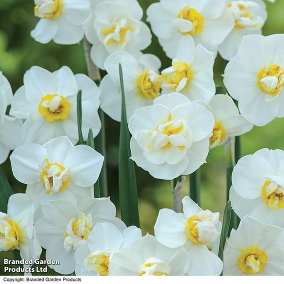 Narcissus 'Cheerfulness'