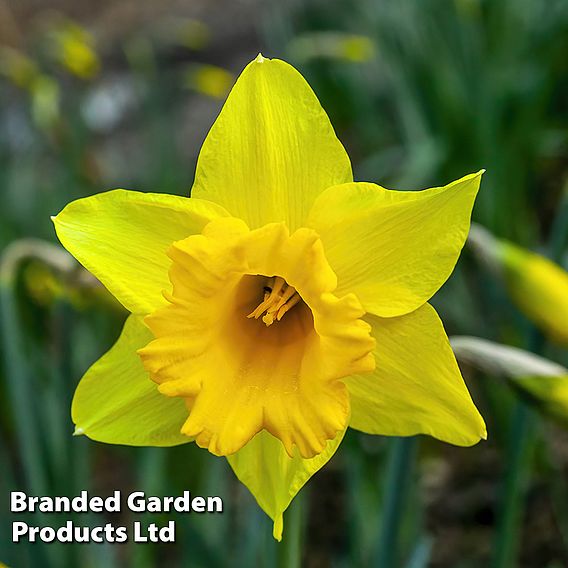 Narcissus 'Cornish Treglisson'