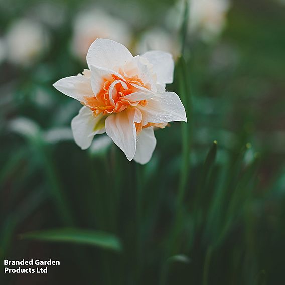 Narcissus 'Double Duo'