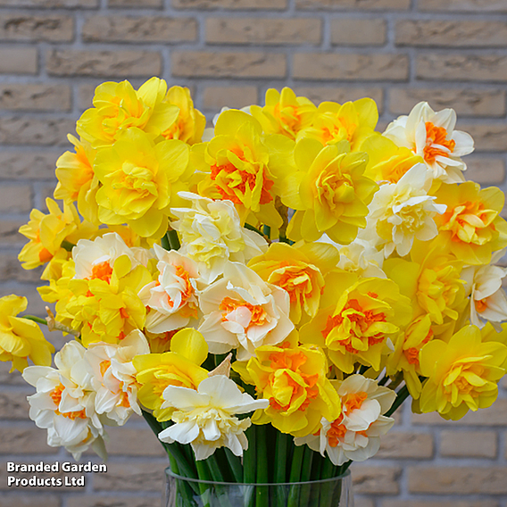 Daffodil Double Classic Mixed