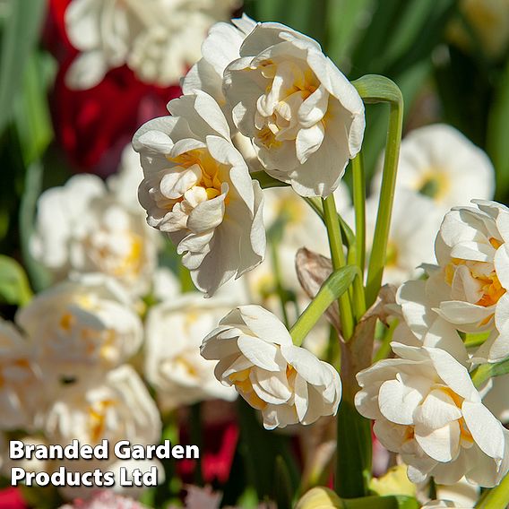 Narcissus 'Erlicheer'