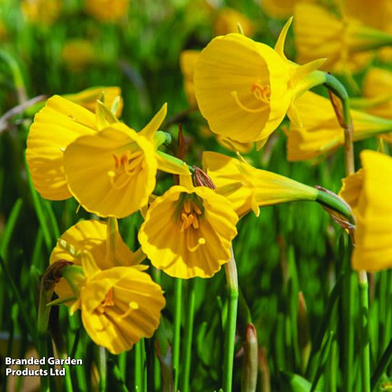 Narcissus bulbocodium 'Golden Bells'