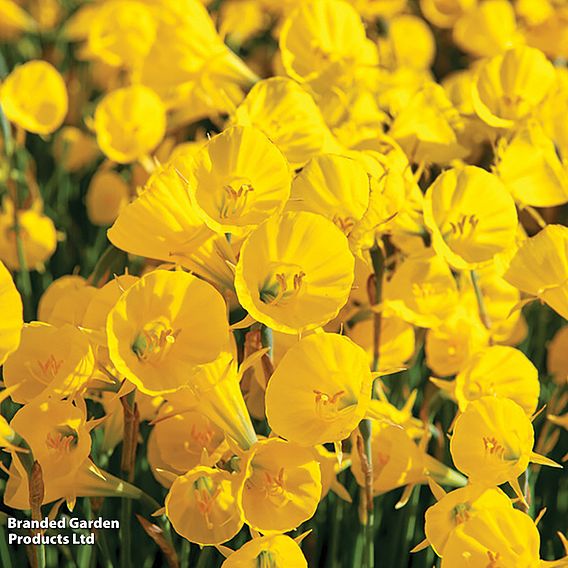 Narcissus bulbocodium 'Golden Bells'