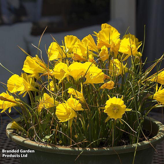 Narcissus bulbocodium 'Golden Bells'