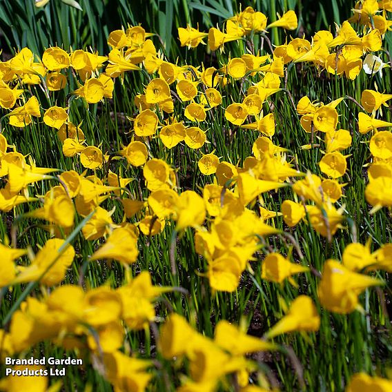 Narcissus bulbocodium 'Golden Bells'