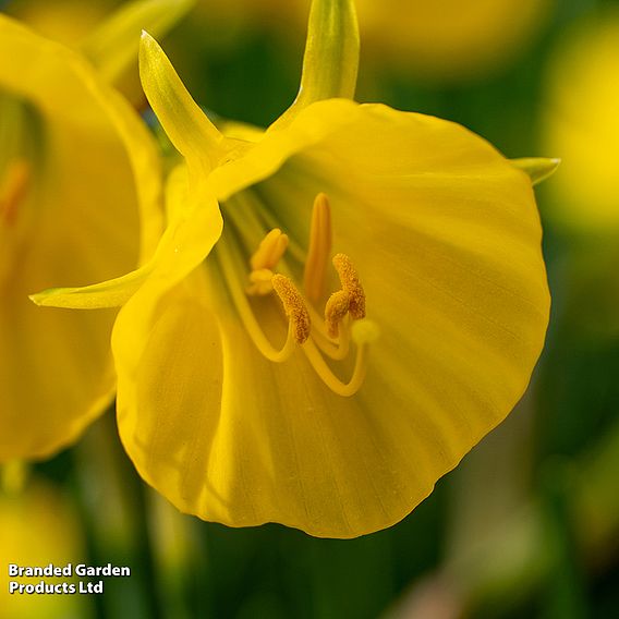 Narcissus bulbocodium 'Golden Bells'