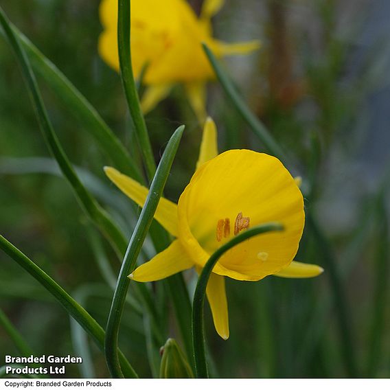 Narcissus bulbocodium 'Golden Bells'