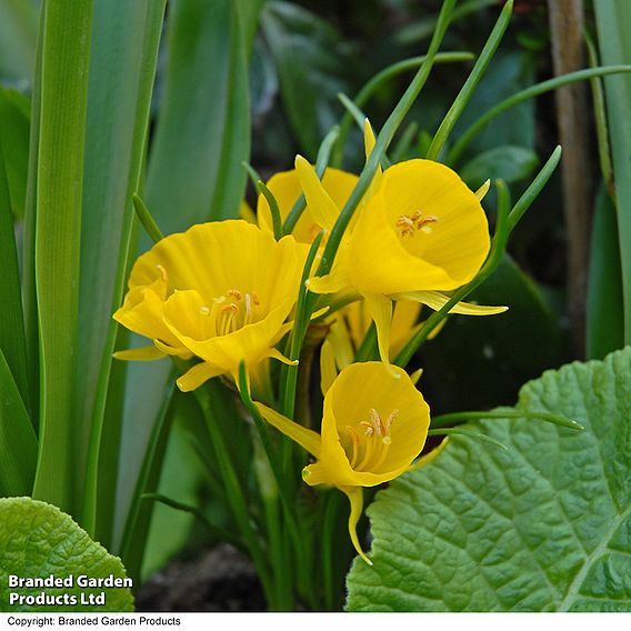 Narcissus bulbocodium 'Golden Bells'