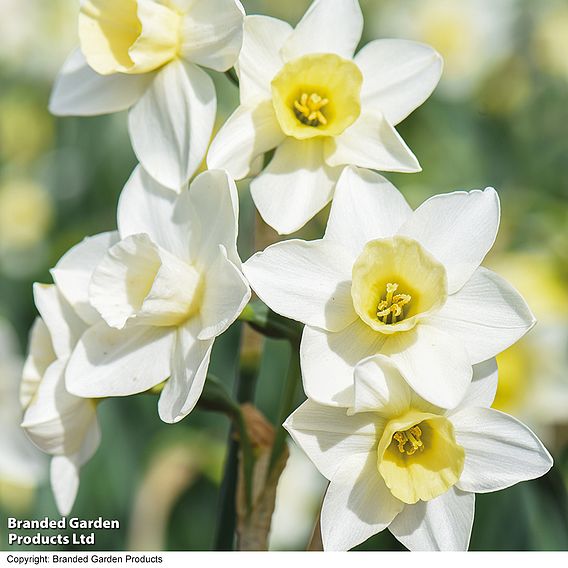 Narcissus 'Pueblo'