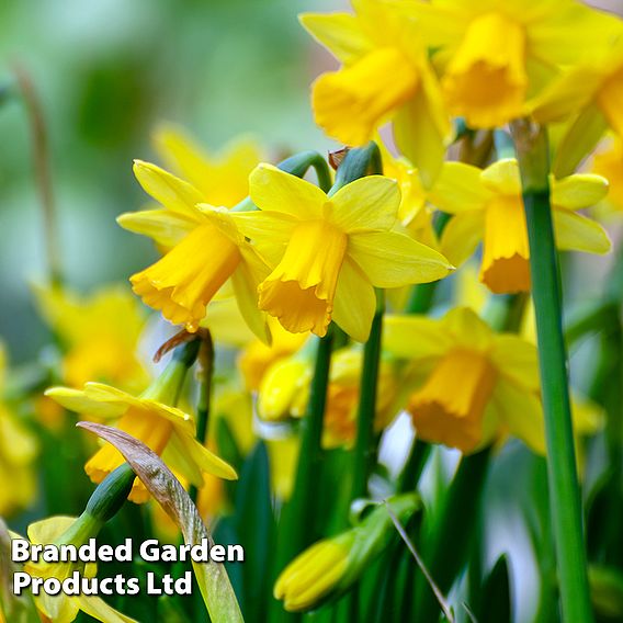 Colourful Spring Bulb Collection