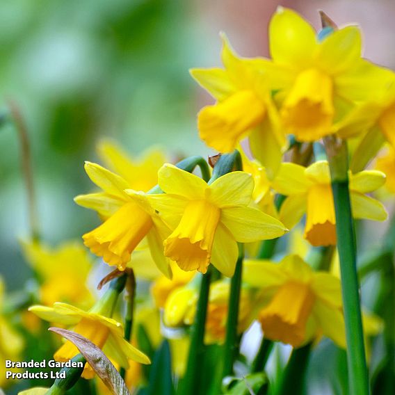 Narcissus 'Miniature Mixed'