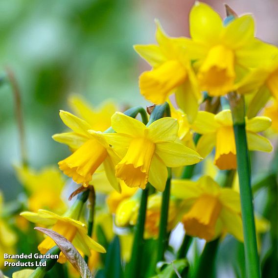 Narcissus 'Tete-a-Tete' - Gift