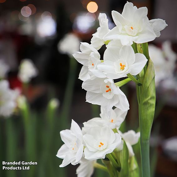 Narcissus 'Paperwhite' - Gift