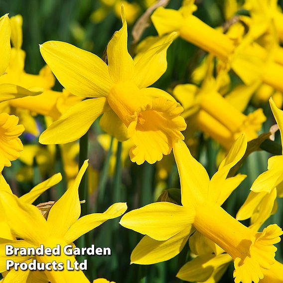 Narcissus 'Peeping Tom'