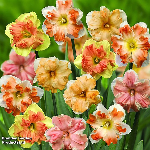 Narcissus 'Rainbow Butterflies' Mixed