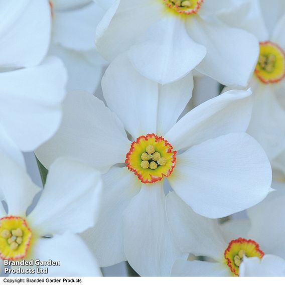 Narcissus 'Sagana'