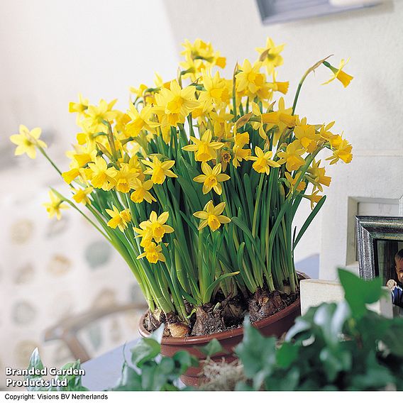 Narcissus 'Tete-a-Tete'