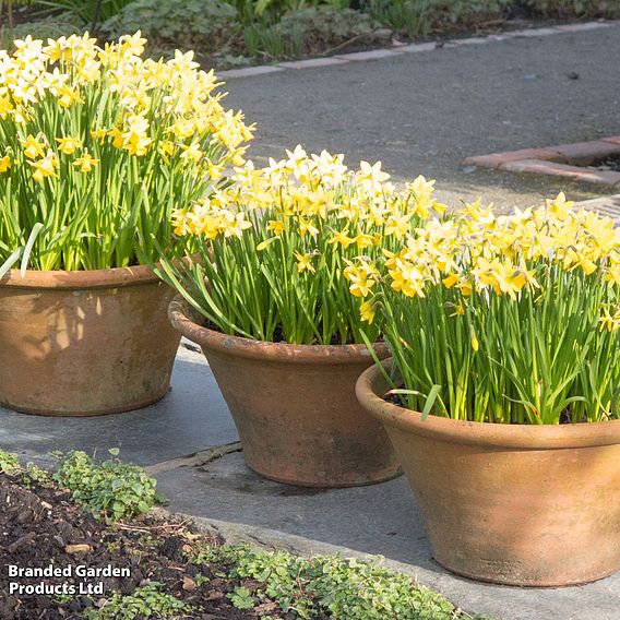 Narcissus 'Tete-a-Tete'