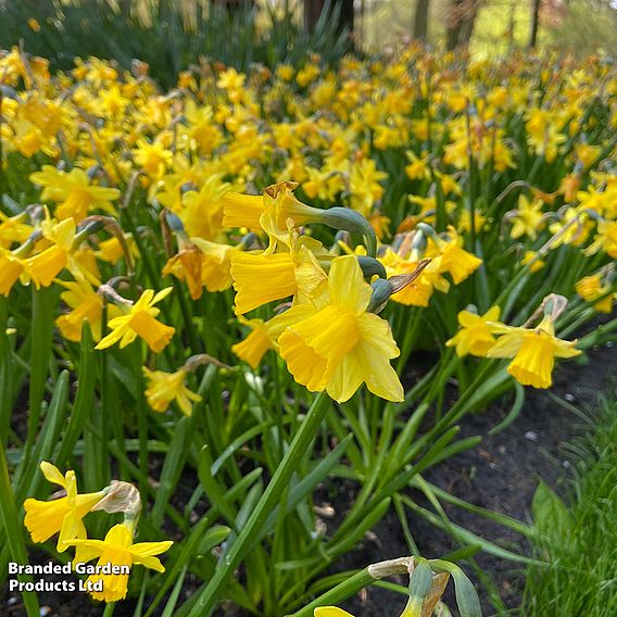 Narcissus 'Tete-a-Tete'