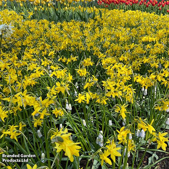 Narcissus 'Tete-a-Tete'