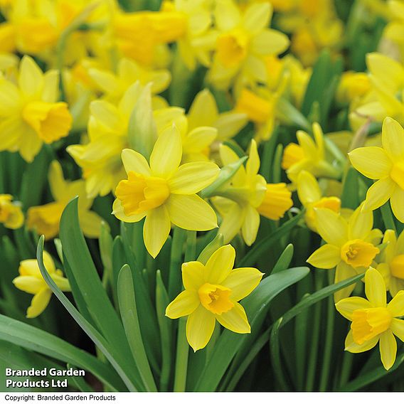 Narcissus 'Tete-a-Tete'