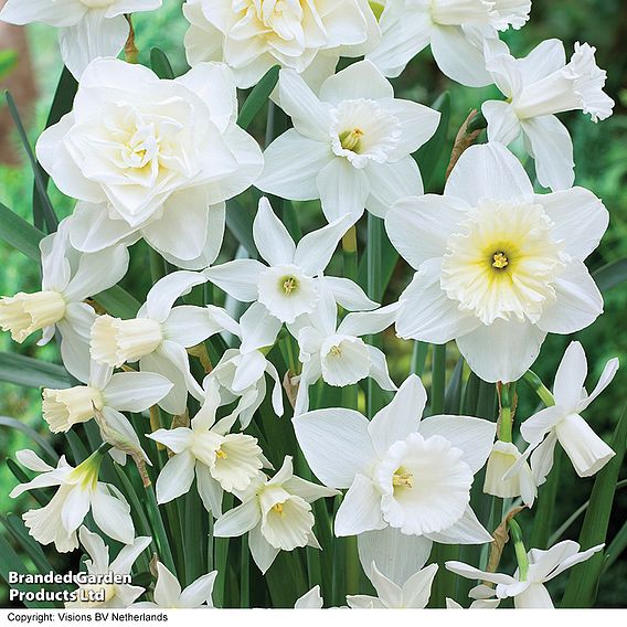 Narcissus 'White Diamonds Mixture'