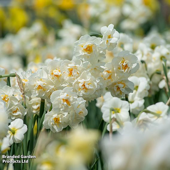 Narcissus 'White Diamonds Mixture'