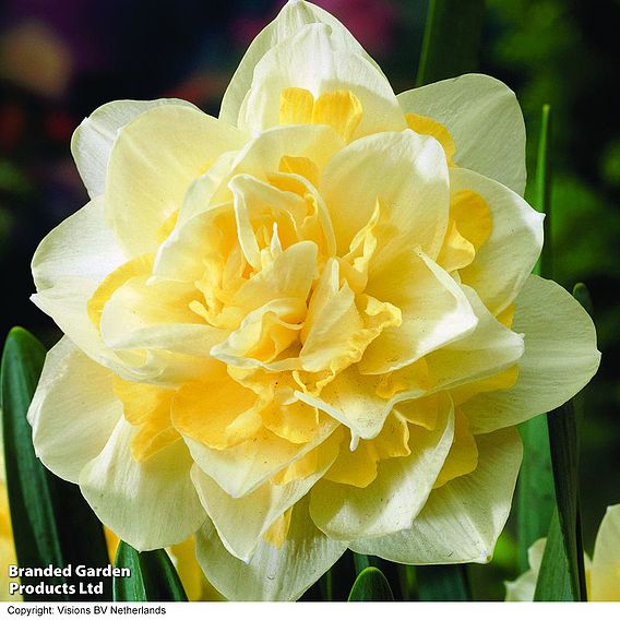 Narcissus 'White Lion'