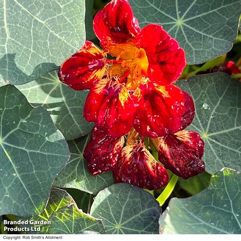 Nasturtium 'Crime Scene' - Seeds