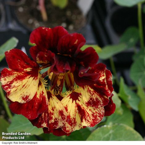 Nasturtium 'Crime Scene' - Seeds